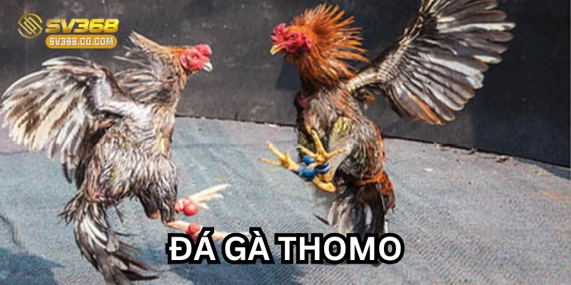 Đá Gà Thomo là gì?