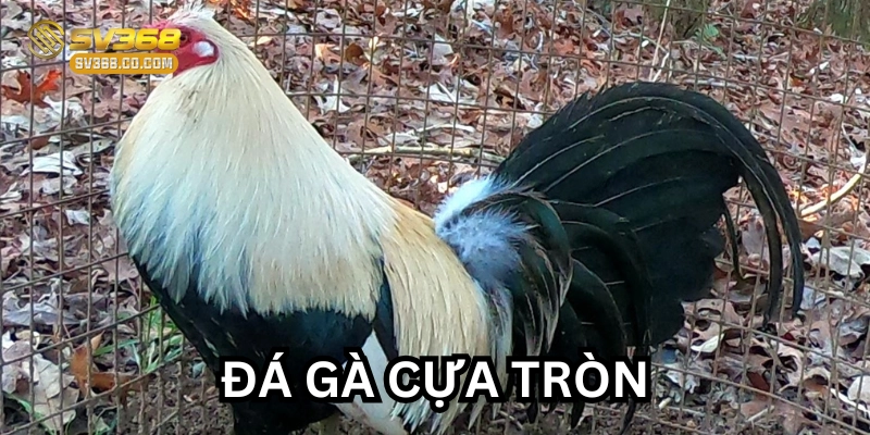 Huấn luyện Đá Gà Cựa Tròn đúng cách