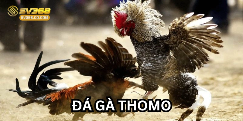 Luật chơi Đá Gà Thomo