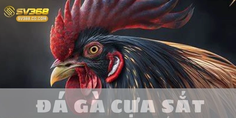 Khám phá đá gà cựa sắt: Hình thức giải trí đầy kịch tính