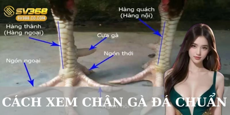 Những lưu ý trong cách xem chân gà đá chuẩn