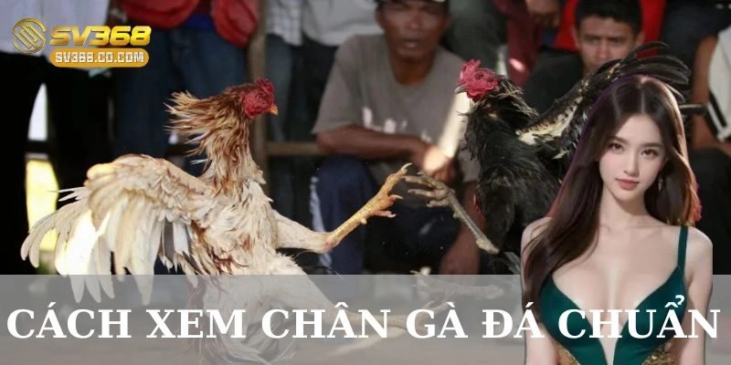 Ví dụ thực tế về cách xem chân gà đá chuẩn