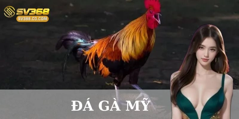 Luật chơi đá gà Mỹ