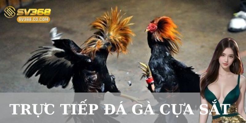 Cách chăm sóc và huấn luyện gà trước khi thi đấu