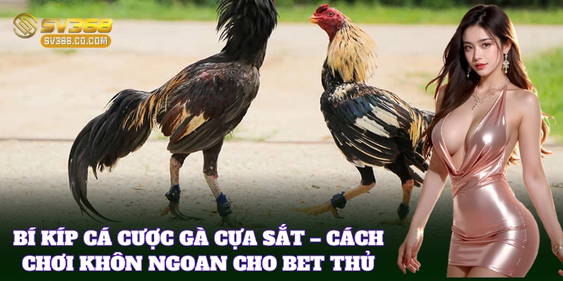 Mẹo cá cược Các Giống Gà Cựa Sắt không nên bỏ qua