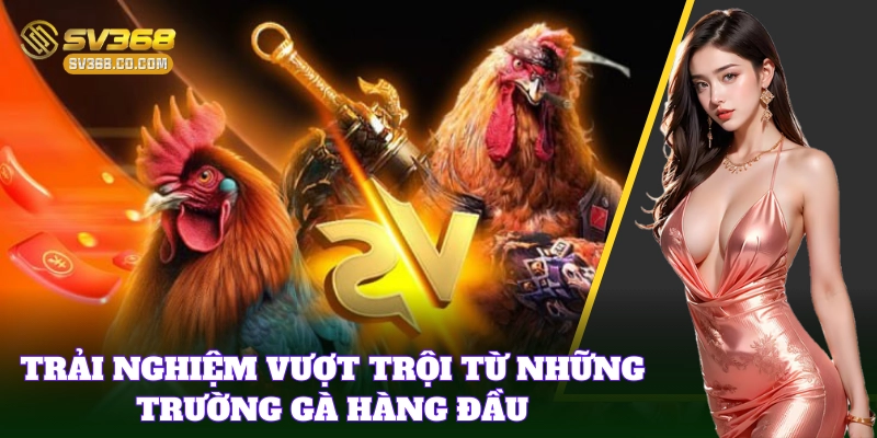 Trải nghiệm đỉnh cao tại Top Trường Gà Lớn Nhất