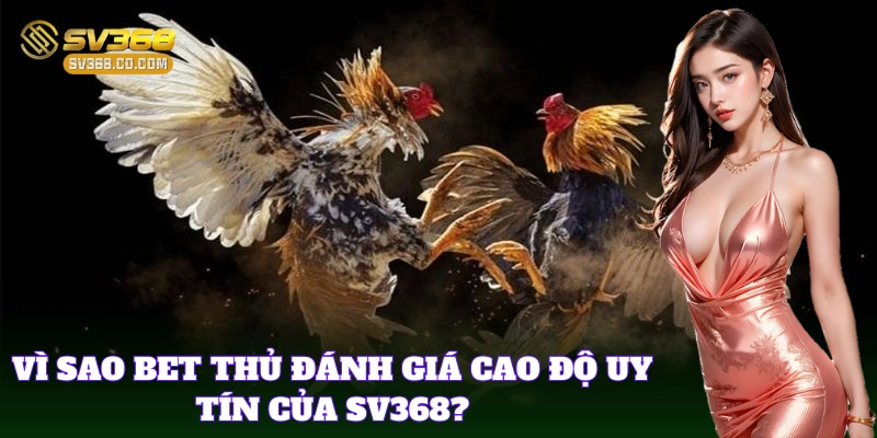 Đá Gà SV368 Có Uy Tín Không được nhiều bet thủ quan tâm