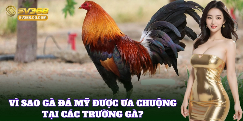 Tại sao 10 giống gà đá Mỹ được ưa chuộng?