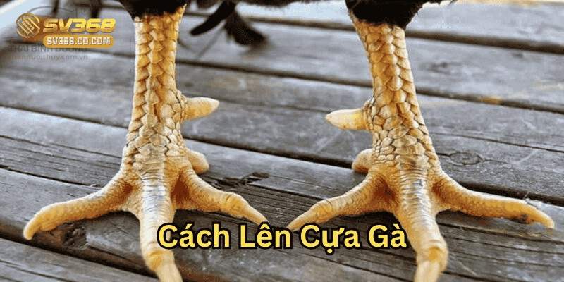 Cách Lên Cựa Gà Đá Đúng Kỹ Thuật Nhất Từ Chuyên Gia