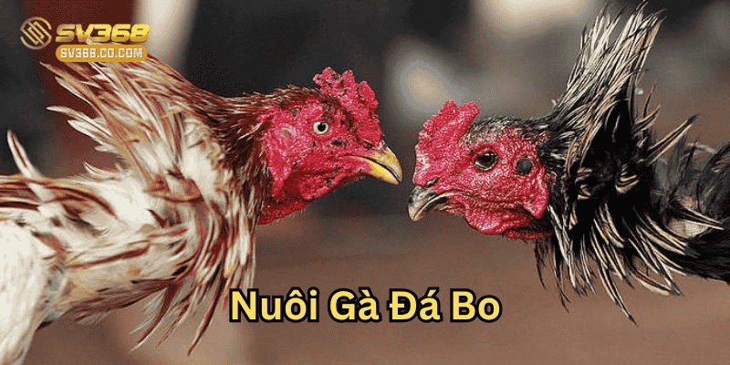 Cách Nuôi Gà Đá Bo Hiệu Quả – Giúp Gà Sung Mãnh Khi Thi Đấu