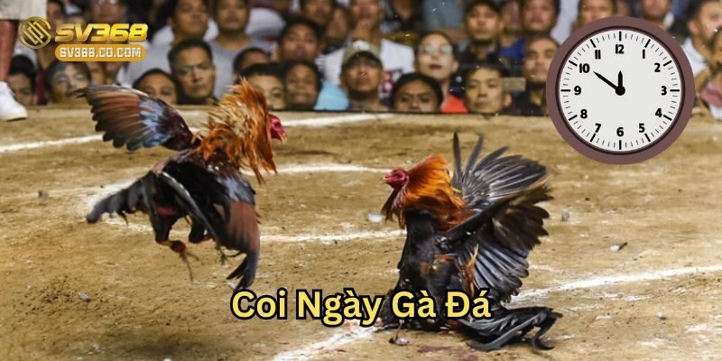 5 Cách Coi Ngày Gà Đá Chuẩn Giúp Tăng Tỷ Lệ Chiến Thắng