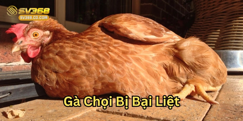 Giải Thích Gà Chọi Bị Bại Liệt –  Cách Chữa Trị Hiệu Quả