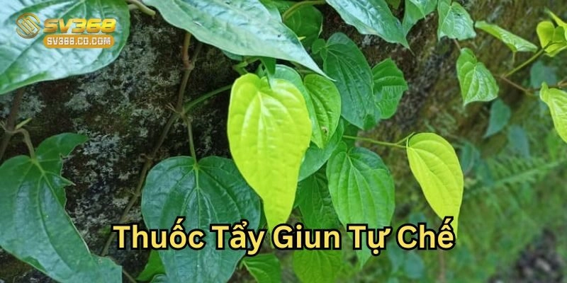 Lá trầu không trong Thuốc Tẩy Giun Tự Chế có tác dụng nhanh