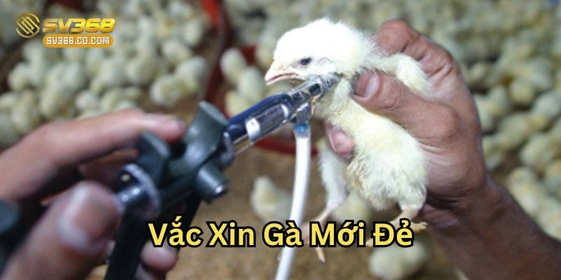Lịch tiêm Vắc Xin Gà Mới Đẻ