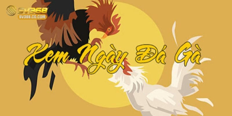 Sai lầm nên tránh khi Coi Ngày Gà Đá