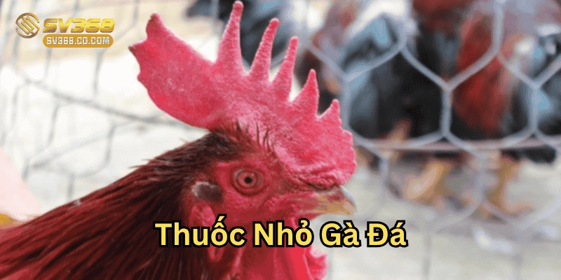 Thuốc Nhỏ Gà Đá là gì? 